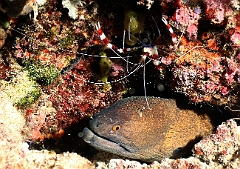 Raja Ampat 2016 - Gymnothorax javanicus - Giant moray - Murene Javanaise - IMG_4690_rc